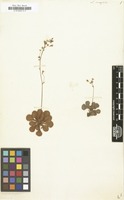 Filed as Saxifraga cuneifolia [family SAXIFRAGACEAE]