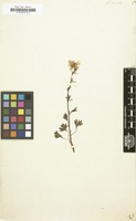 Filed as Saxifraga cernua [family SAXIFRAGACEAE]