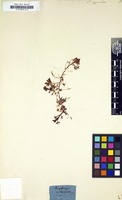 Filed as Saxifraga hypnoides [family SAXIFRAGACEAE]