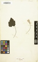 Filed as Tiarella cordifolia [family SAXIFRAGACEAE]