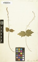 Filed as Mitella diphylla [family SAXIFRAGACEAE]