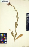 Filed as Silene undulata [family CARYOPHYLLACEAE]