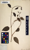 Filed as Phytolacca dioica [family PHYTOLACCACEAE]