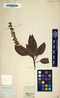 Filed as Phytolacca dioica [family PHYTOLACCACEAE]