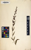 Filed as Lythrum virgatum [family LYTHRACEAE]