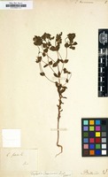 Filed as Euphorbia taurinensis [family EUPHORBIACEAE]