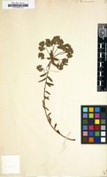 Filed as Euphorbia taurinensis [family EUPHORBIACEAE]