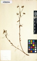 Filed as Euphorbia taurinensis [family EUPHORBIACEAE]