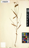 Filed as Euphorbia taurinensis [family EUPHORBIACEAE]