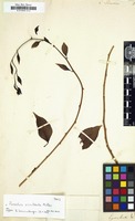 Filed as Cactus pereskia [family CACTACEAE]
