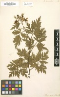 Filed as Rubus laciniatus [family ROSACEAE]