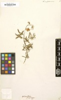 Filed as Helianthemum sulphureum Willd. [family CISTACEAE]