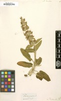 Filed as Stachys heraclea [family LABIATAE]