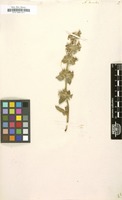 Filed as Stachys heraclea [family LABIATAE]