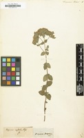 Filed as Origanum onites [family LABIATAE]