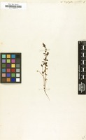 Filed as Linaria triphylla [family SCROPHULARIACEAE]