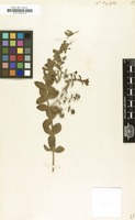 Filed as Linaria triphylla [family SCROPHULARIACEAE]