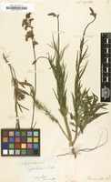Filed as Linaria bipartita [family SCROPHULARIACEAE]