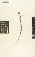 Filed as Linaria saxatilis [family SCROPHULARIACEAE]
