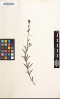 Filed as Linaria simplex [family SCROPHULARIACEAE]