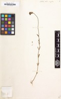 Filed as Linaria simplex [family SCROPHULARIACEAE]