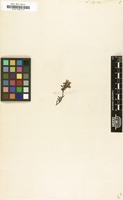 Filed as Linaria alpina Mill. [family SCROPHULARIACEAE]