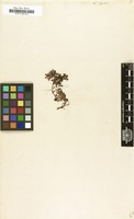 Filed as Linaria alpina Mill. [family SCROPHULARIACEAE]