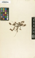 Filed as Linaria alpina Mill. [family SCROPHULARIACEAE]