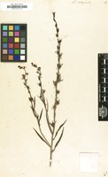 Filed as Linaria chalepensis (L.) Mill. [family SCROPHULARIACEAE]