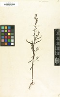 Filed as Linaria chalepensis (L.) Mill. [family SCROPHULARIACEAE]