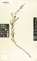 Filed as Linaria chalepensis (L.) Mill. [family SCROPHULARIACEAE]