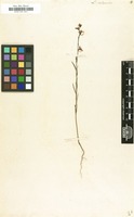 Filed as Linaria chalepensis (L.) Mill. [family SCROPHULARIACEAE]