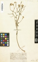 Filed as Iberis intermedia Guers. [family CRUCIFERAE]
