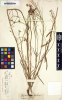 Filed as Sisymbrium tenuifolium [family CRUCIFERAE]