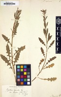 Filed as Sisymbrium supinum [family CRUCIFERAE]