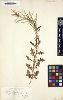 Filed as Sisymbrium polyceratium [family CRUCIFERAE]