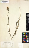 Filed as Sisymbrium junceum [family CRUCIFERAE]