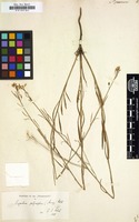 Filed as Sisymbrium junceum [family CRUCIFERAE]
