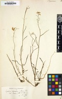 Filed as Sisymbrium junceum [family CRUCIFERAE]