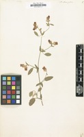 Filed as Hermannia althaeifolia [family STERCULIACEAE]