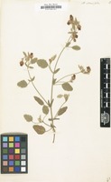 Filed as Hermannia althaeifolia [family STERCULIACEAE]