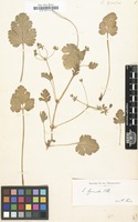 Filed as Erodium hymenodes [family GERANIACEAE]