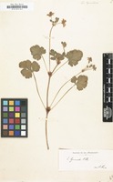 Filed as Erodium hymenodes [family GERANIACEAE]