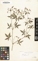 Filed as Geranium sibiricum [family GERANIACEAE]