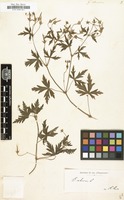 Filed as Geranium sibiricum [family GERANIACEAE]