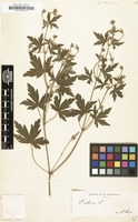 Filed as Geranium sibiricum [family GERANIACEAE]