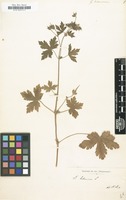 Filed as Geranium bohemicum [family GERANIACEAE]
