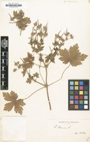 Filed as Geranium bohemicum [family GERANIACEAE]