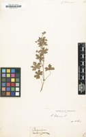 Filed as Geranium bohemicum [family GERANIACEAE]