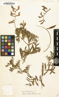Filed as Vicia onobrychioides [family LEGUMINOSAE-PAPILIONOIDEAE]